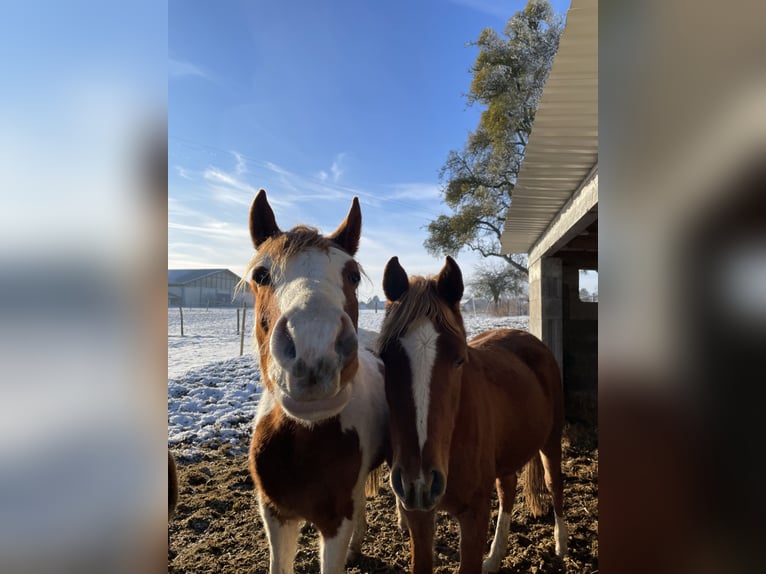 Arabe berbère Hongre 3 Ans 150 cm Pinto in Rehlingen-Siersburg