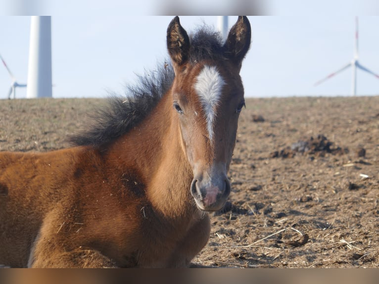 Arabe berbère Croisé Hongre 3 Ans Peut devenir gris in Kappe