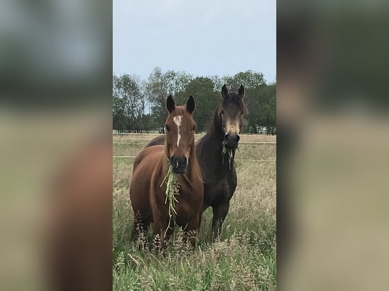 Arabe berbère Hongre 4 Ans 157 cm Buckskin in Wagenfeldgenfeld