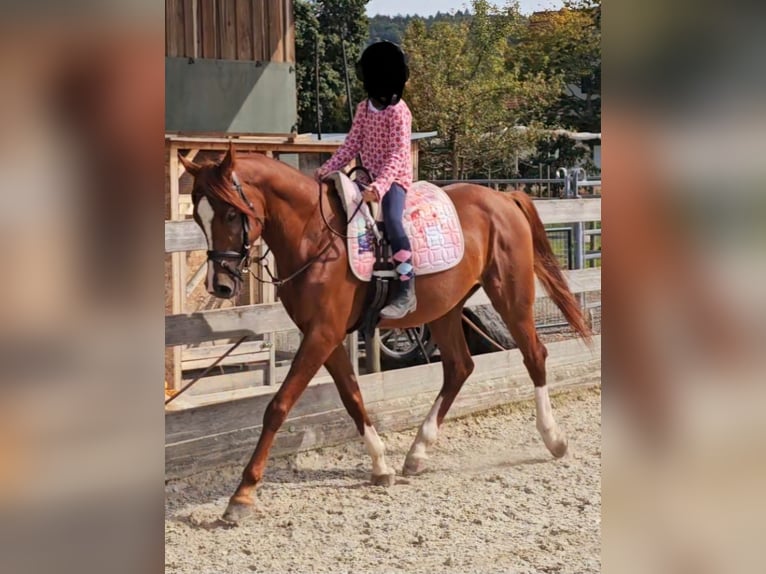 Arabe berbère Hongre 6 Ans 160 cm Alezan in Tettnang