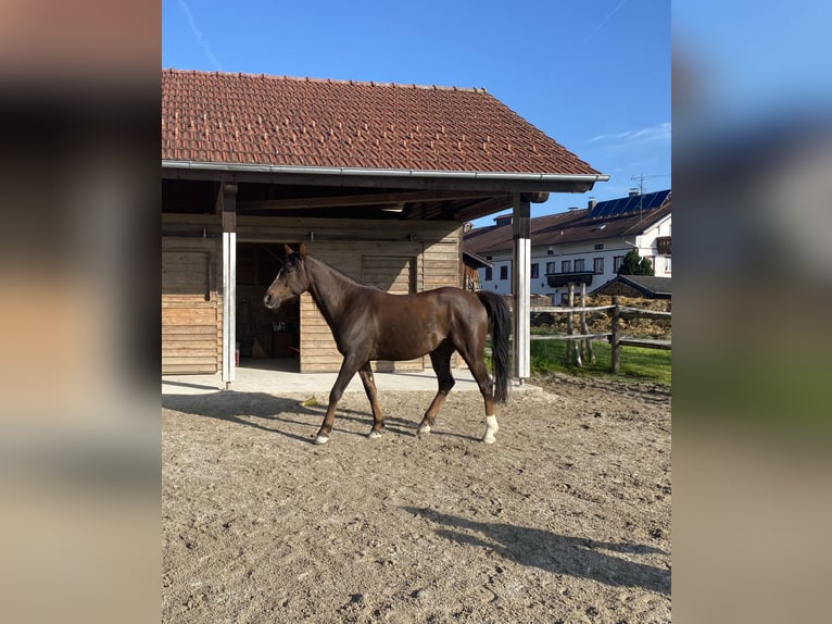 Arabe berbère Hongre 8 Ans 155 cm Alezan in S&#xF6;chtenauS&#xF6;chtenau