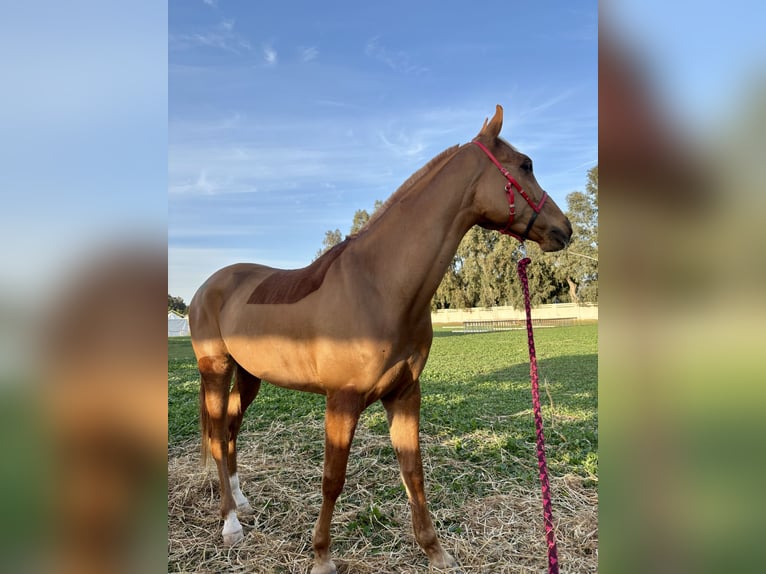 Arabe berbère Hongre 9 Ans Alezan in Trignac