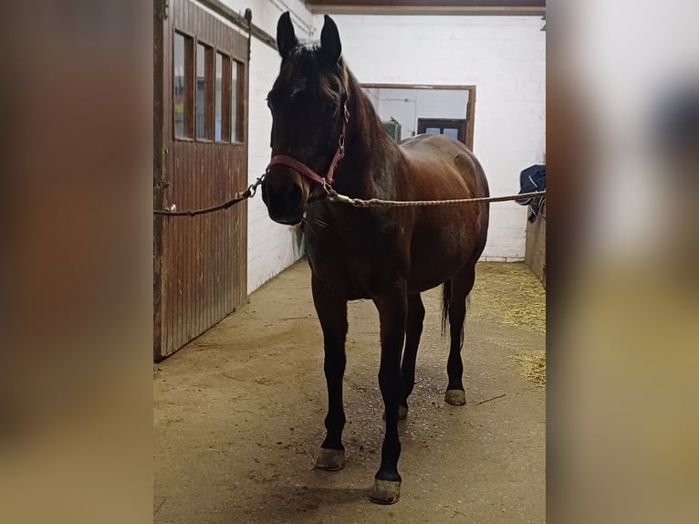 Arabe berbère Jument 13 Ans 149 cm Bai brun in Bad Eilsen