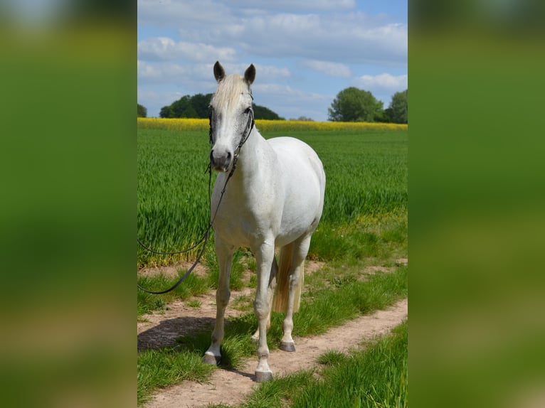 Arabe berbère Croisé Jument 13 Ans 157 cm Gris in Ibbenbüren