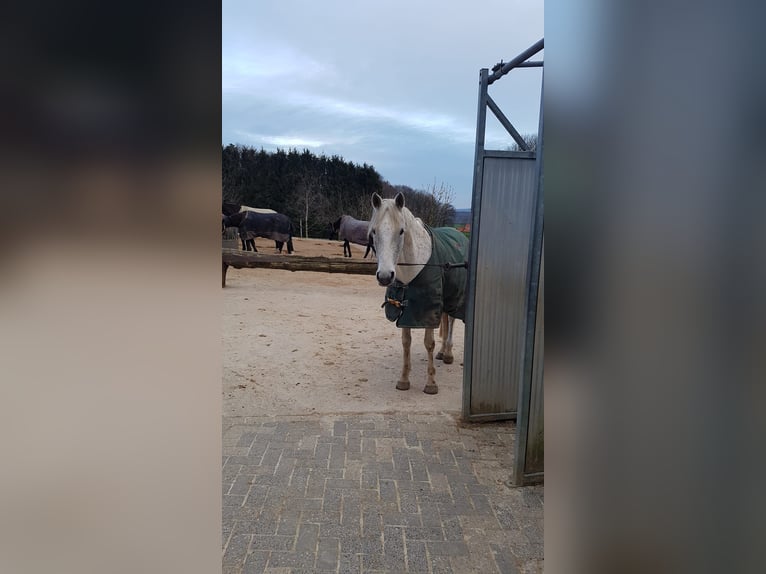 Arabe berbère Croisé Jument 13 Ans 157 cm Gris in Ibbenbüren