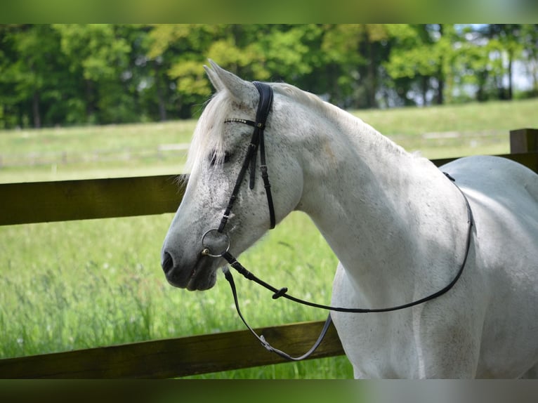 Arabe berbère Croisé Jument 13 Ans 157 cm Gris in Ibbenbüren