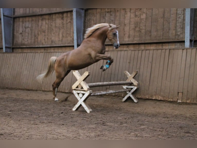 Arabe berbère Croisé Jument 14 Ans 154 cm Alezan in Prisdorf