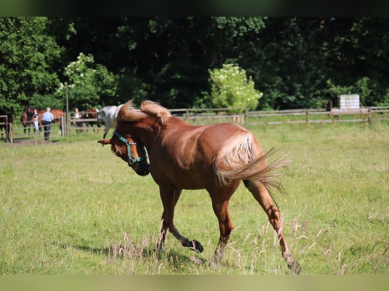 Arabe berbère Croisé Jument 14 Ans 154 cm Alezan in Prisdorf