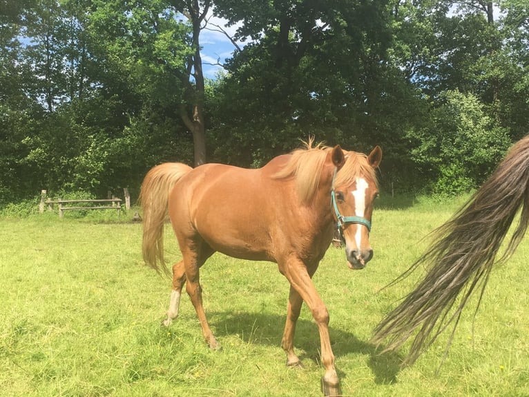 Arabe berbère Croisé Jument 14 Ans 154 cm Alezan in Prisdorf