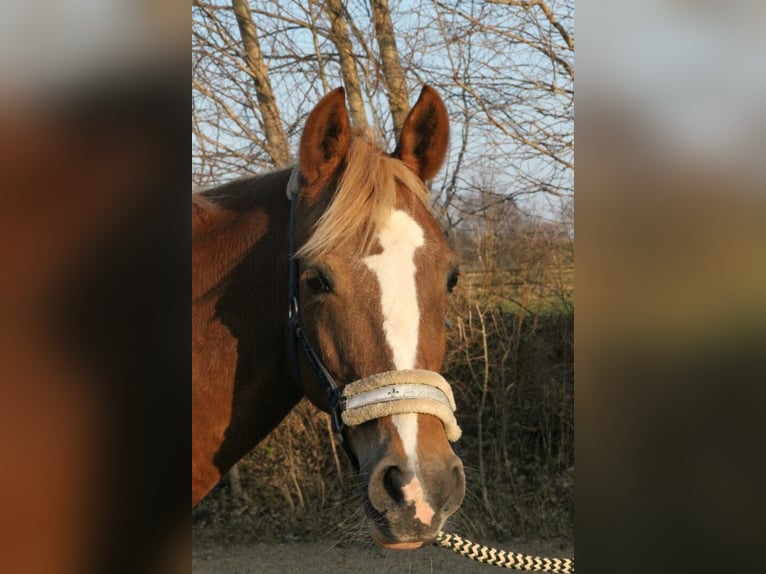 Arabe berbère Croisé Jument 14 Ans 154 cm Alezan in Prisdorf