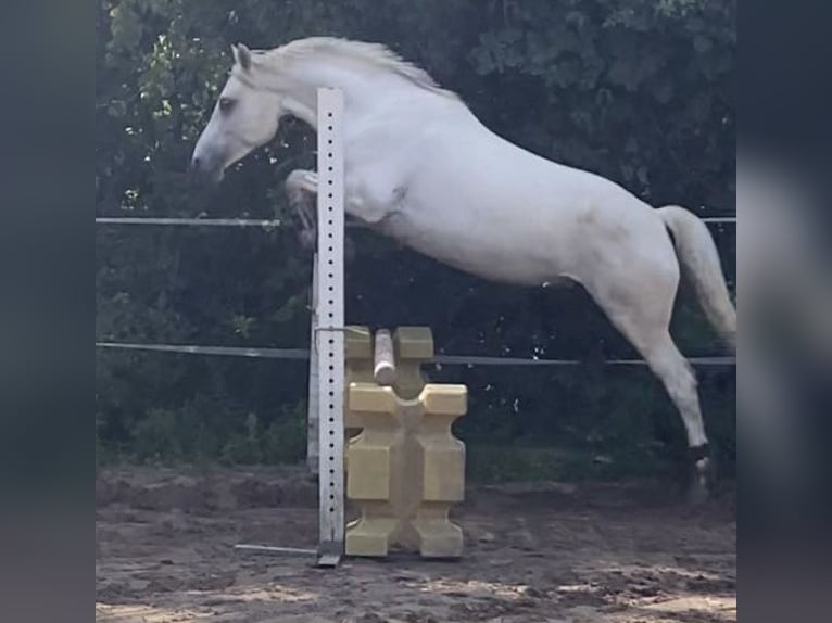 Arabe berbère Croisé Jument 9 Ans 143 cm Gris in Ludwigshafen am Rhein