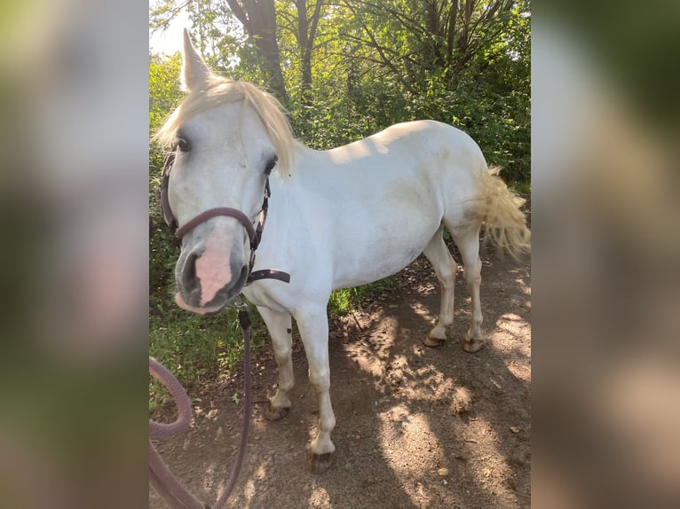 Arabe berbère Croisé Jument 9 Ans 143 cm Gris in Ludwigshafen am Rhein