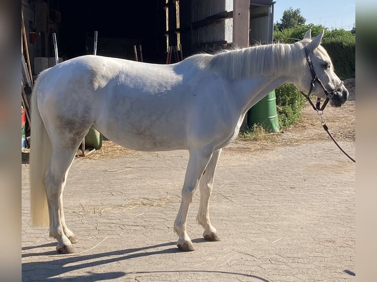 Arabe berbère Croisé Jument 9 Ans 143 cm Gris in Ludwigshafen am Rhein