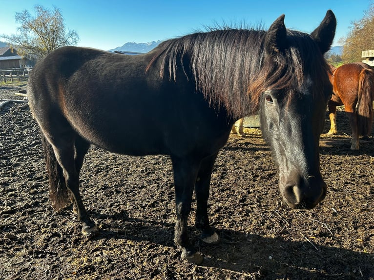 Arabe berbère Croisé Jument 9 Ans 150 cm Noir in Rohrdorf