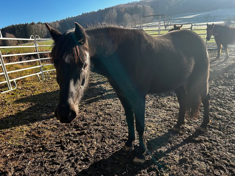 Arabe berbère Croisé Jument 9 Ans 150 cm Noir in Rohrdorf