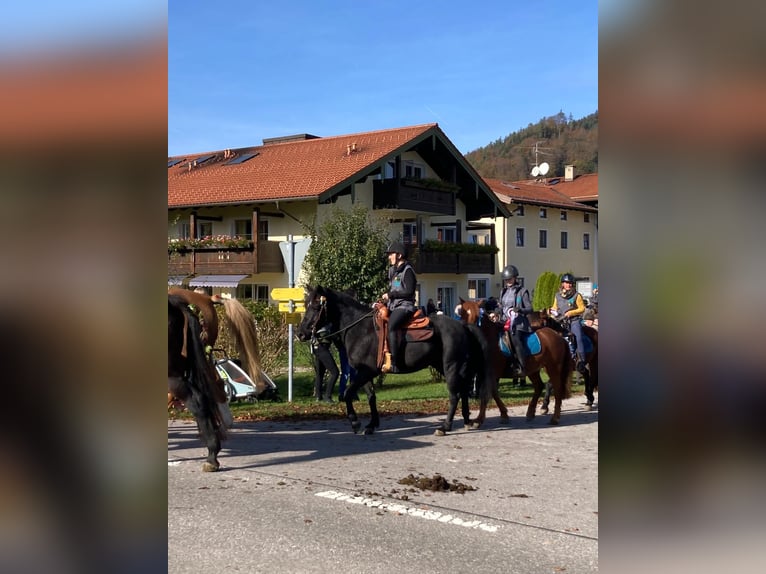 Arabe berbère Croisé Jument 9 Ans 150 cm Noir in Rohrdorf