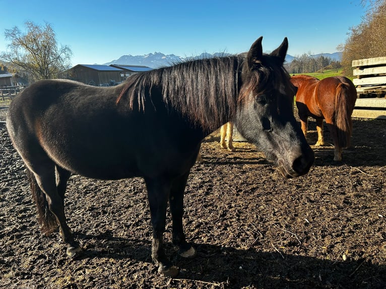 Arabe berbère Croisé Jument 9 Ans 150 cm Noir in Rohrdorf