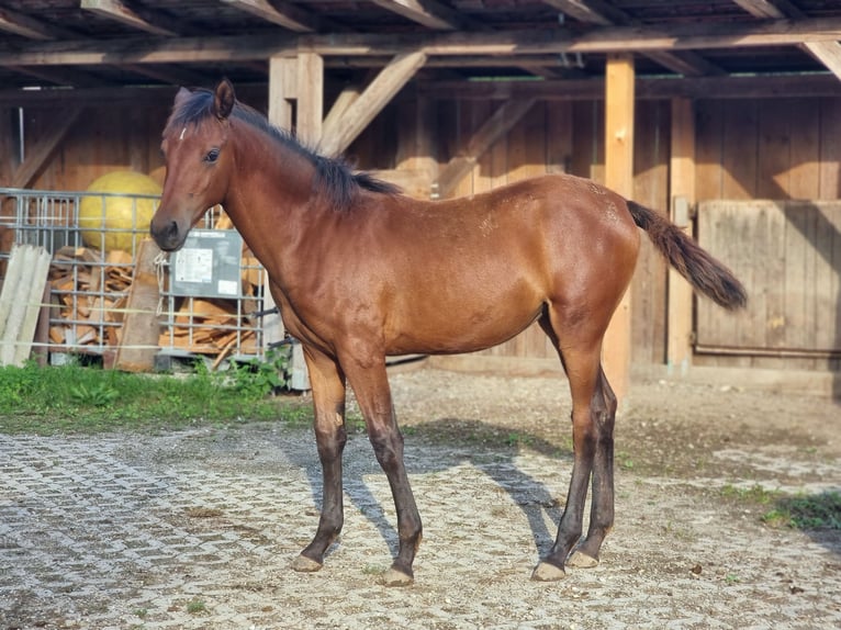 Arabe berbère Jument Poulain (04/2024) 155 cm Bai cerise in Engelsberg