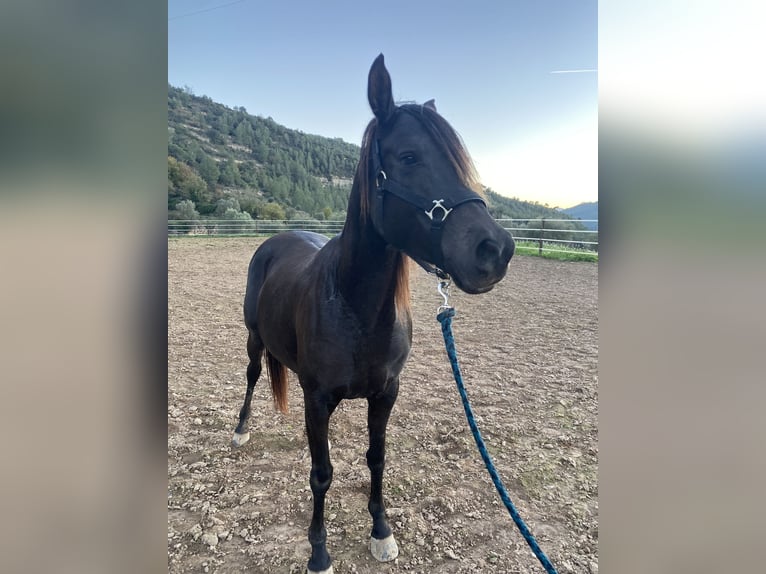 Árabe bereber Caballo castrado 11 años in Igualada