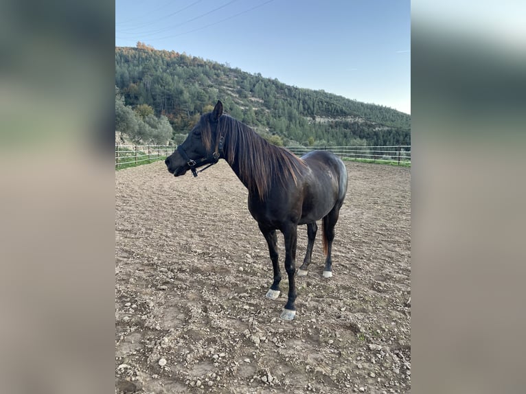 Árabe bereber Caballo castrado 11 años in Igualada