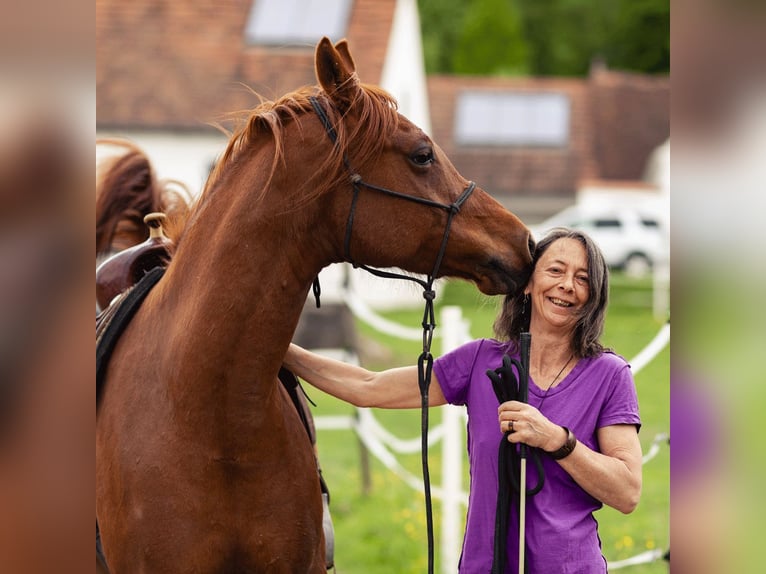 Árabe bereber Caballo castrado 12 años 149 cm Alazán in Neusiedl bei G&#xFC;ssing