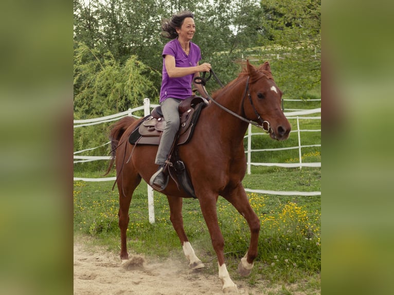 Árabe bereber Caballo castrado 12 años 149 cm Alazán in Neusiedl bei G&#xFC;ssing