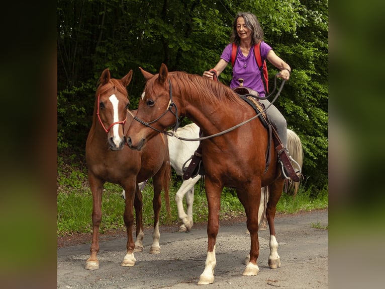 Árabe bereber Caballo castrado 12 años 149 cm Alazán in Neusiedl bei G&#xFC;ssing