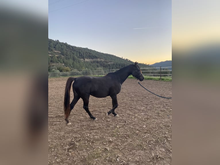 Árabe bereber Caballo castrado 12 años 155 cm Castaño oscuro in Igualada