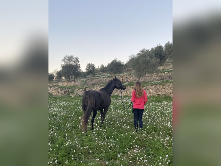 Árabe bereber Caballo castrado 12 años 155 cm Castaño oscuro in Igualada