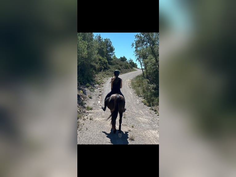 Árabe bereber Caballo castrado 12 años 155 cm Castaño oscuro in Igualada