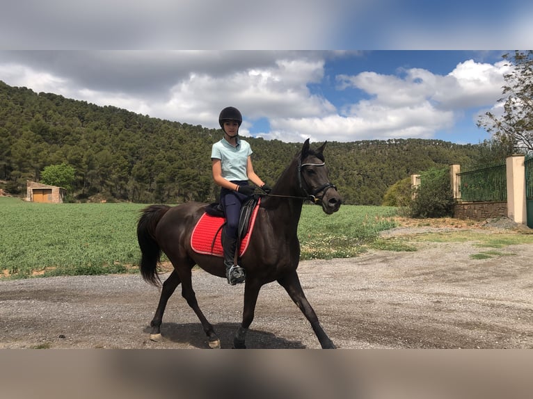 Árabe bereber Caballo castrado 12 años 155 cm Castaño oscuro in Igualada