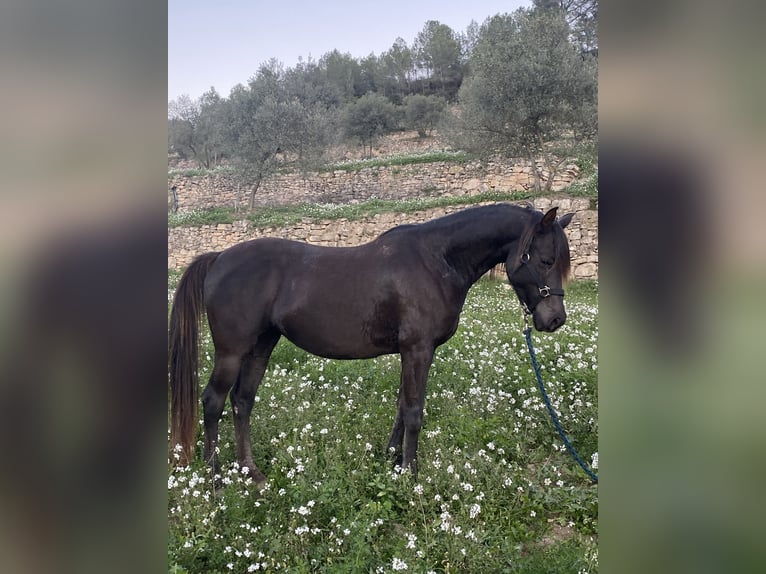 Árabe bereber Caballo castrado 12 años 155 cm Castaño oscuro in Igualada