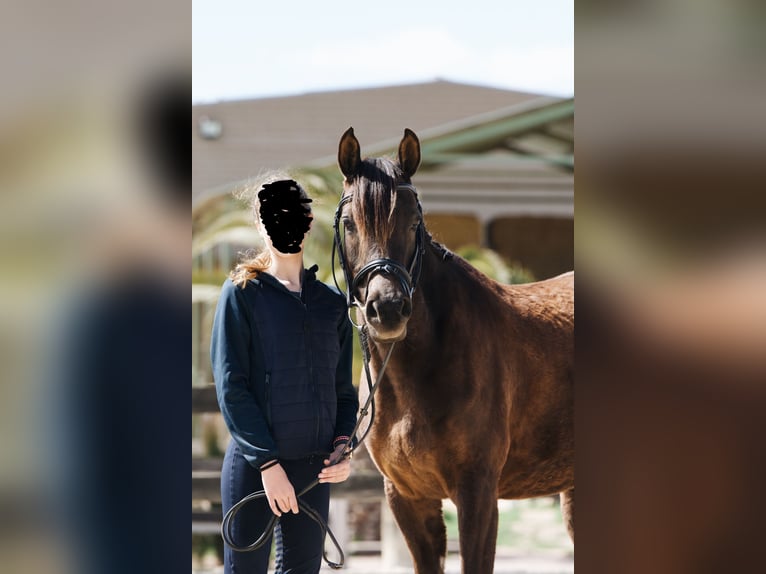 Árabe bereber Caballo castrado 12 años 155 cm Castaño oscuro in Igualada