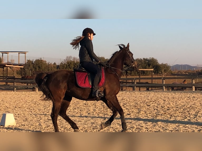 Árabe bereber Caballo castrado 12 años 155 cm Castaño oscuro in Igualada