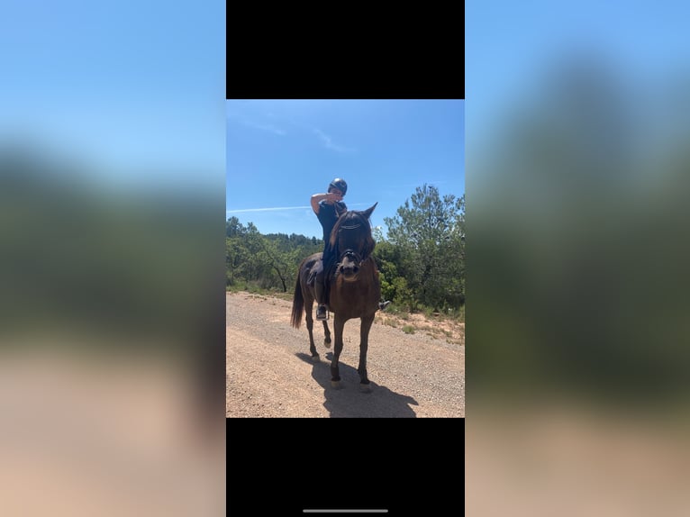 Árabe bereber Caballo castrado 12 años 155 cm Castaño oscuro in Igualada