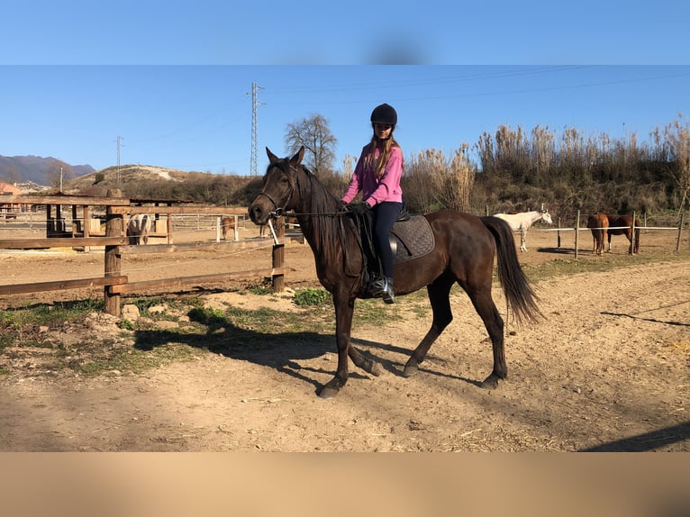 Árabe bereber Caballo castrado 12 años 155 cm Castaño oscuro in Igualada