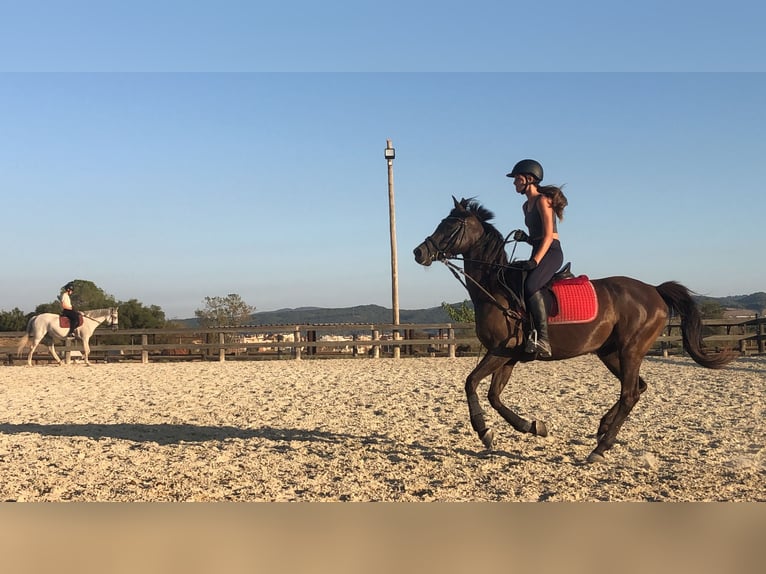 Árabe bereber Caballo castrado 12 años Castaño oscuro in Igualada