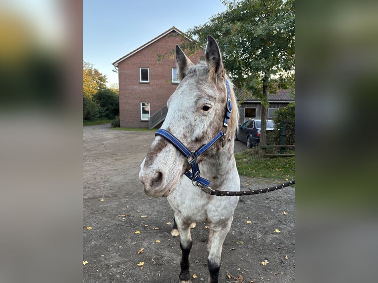 Árabe bereber Mestizo Caballo castrado 17 años 140 cm Tordo in Rendsburg
