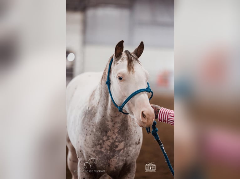 Árabe bereber Caballo castrado 1 año 142 cm Atigrado/Moteado in Gerald, MO