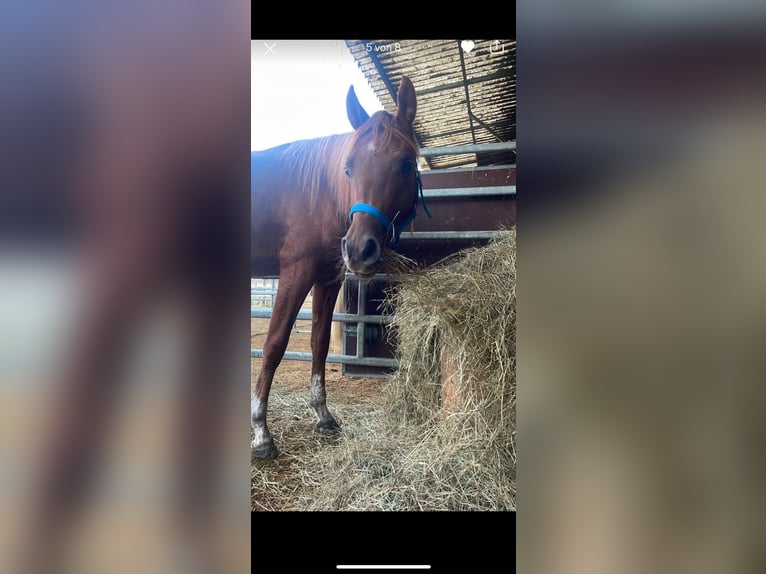 Árabe bereber Caballo castrado 1 año 150 cm Castaño in Ursberg