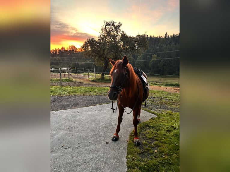 Árabe bereber Caballo castrado 21 años 154 cm Alazán-tostado in Udligenswil