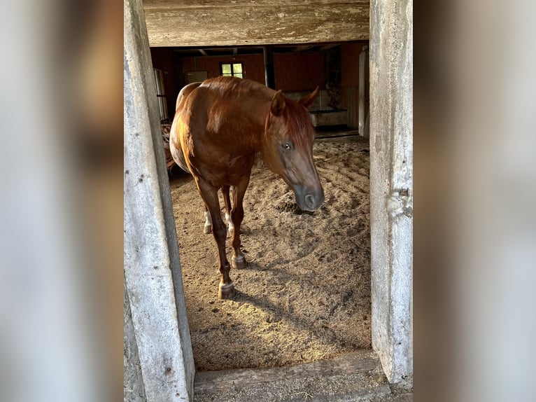 Árabe bereber Caballo castrado 21 años 154 cm Alazán-tostado in Udligenswil