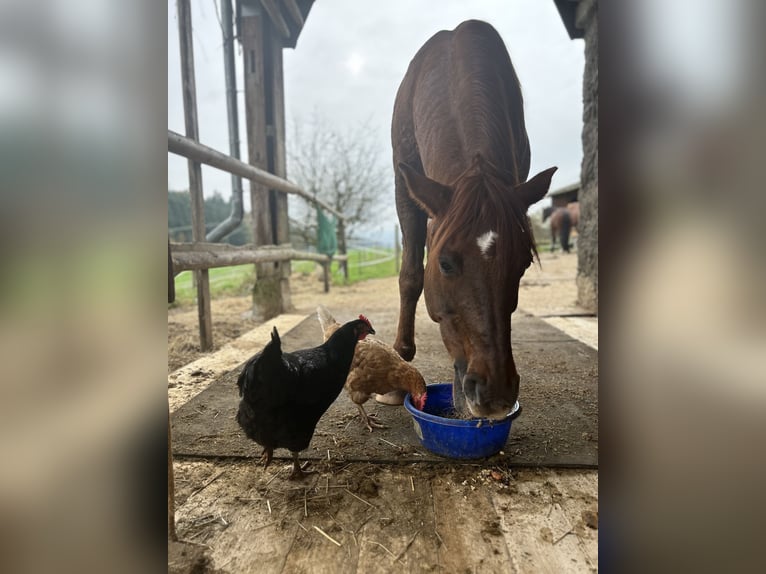 Árabe bereber Caballo castrado 21 años 154 cm Alazán-tostado in Udligenswil