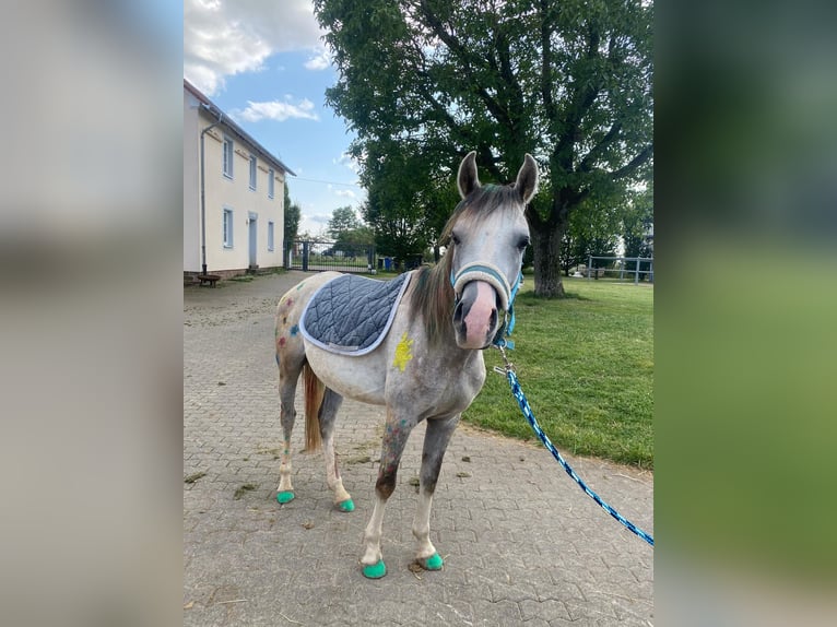 Árabe bereber Caballo castrado 3 años 140 cm in Rehlingen-Siersburg