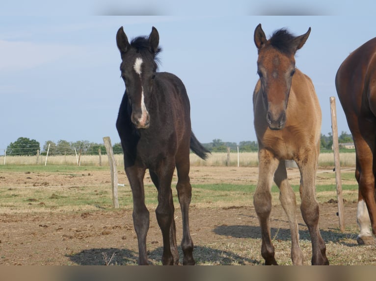 Árabe bereber Mestizo Caballo castrado 3 años Musgo in Kappe