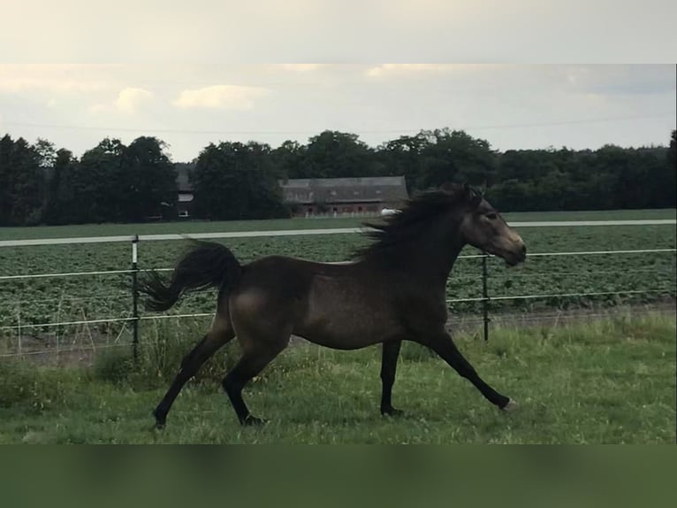 Árabe bereber Caballo castrado 4 años 157 cm Buckskin/Bayo in Wagenfeldgenfeld