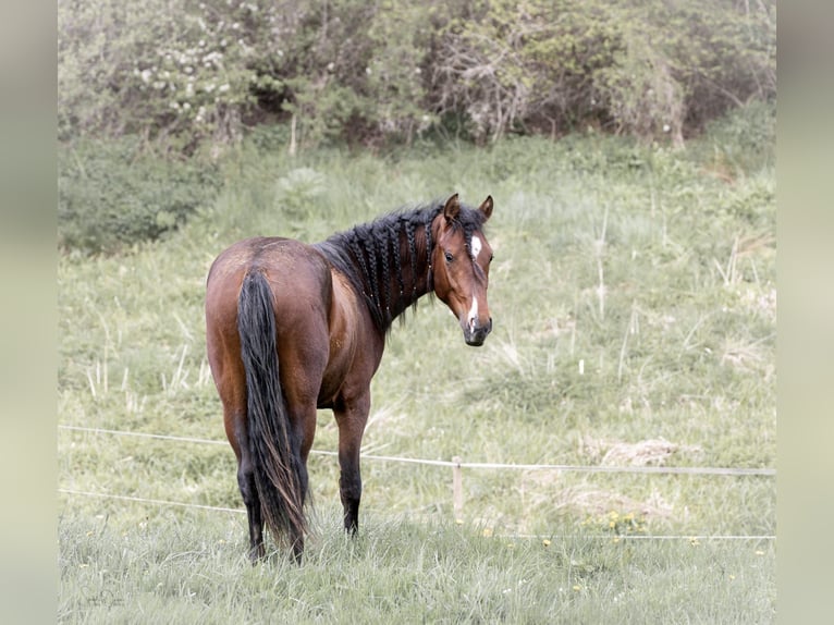 Árabe bereber Caballo castrado 5 años 152 cm Castaño in Mechernich