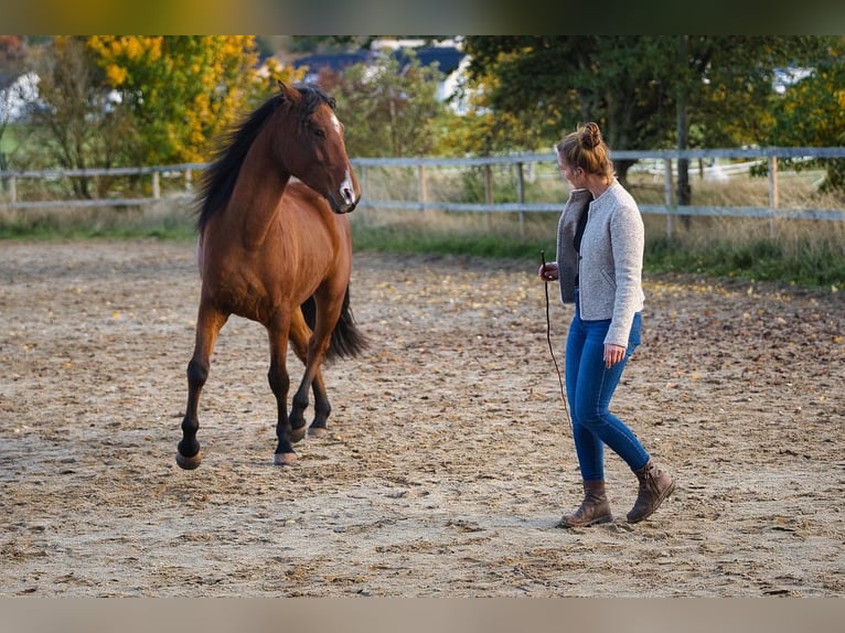 Árabe bereber Caballo castrado 5 años 152 cm Castaño in Mechernich