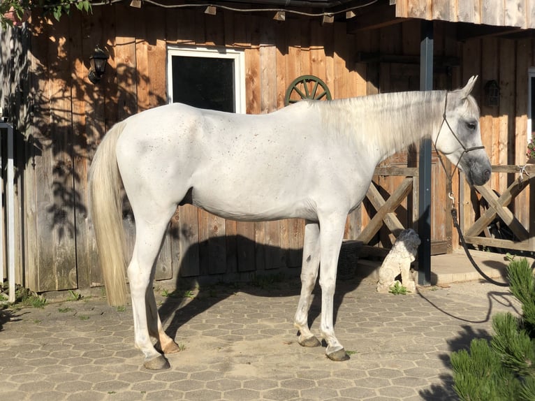 Árabe bereber Caballo castrado 5 años 155 cm Tordo in Kierspe