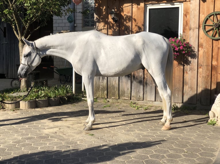 Árabe bereber Caballo castrado 5 años 155 cm Tordo in Kierspe